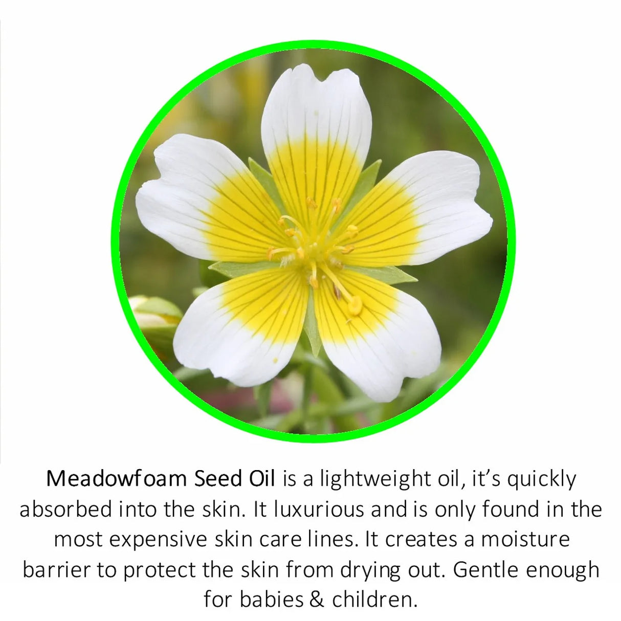 Pure Natural Meadowfoam Seed Oil Moisturize Skin